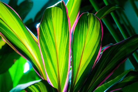 Adding Tropical Colors Hawaiian Ti Plant Cordyline Fruticosa