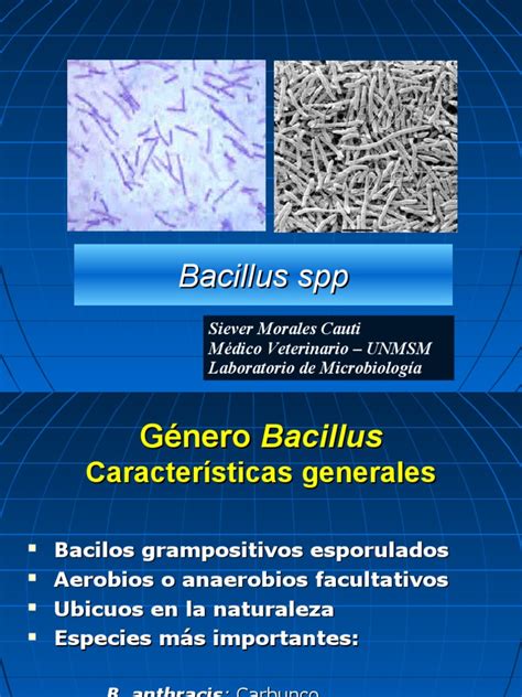 Bacillus Spp Pdf Bacilo Ántrax