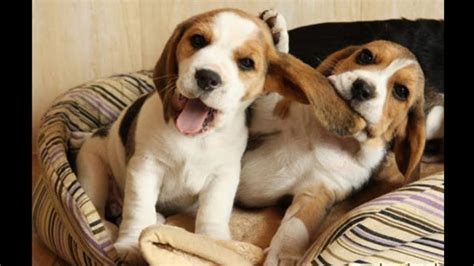 Funny And Cute Beagle Puppies Compilation 1 Cutest Beagle Puppy 100 Jokes