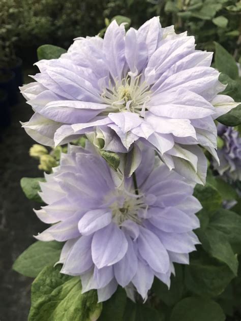 Very hard to say as there are several similar ones, google on clematis double. Clematis Dennys Double - Taylors Clematis