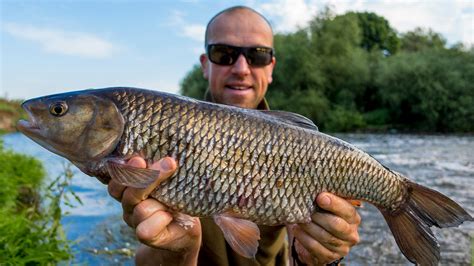 Lure Tempts Big Trent Chub Angling Times