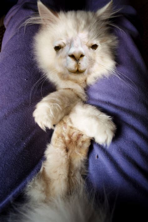 Llama Cat Tumblr