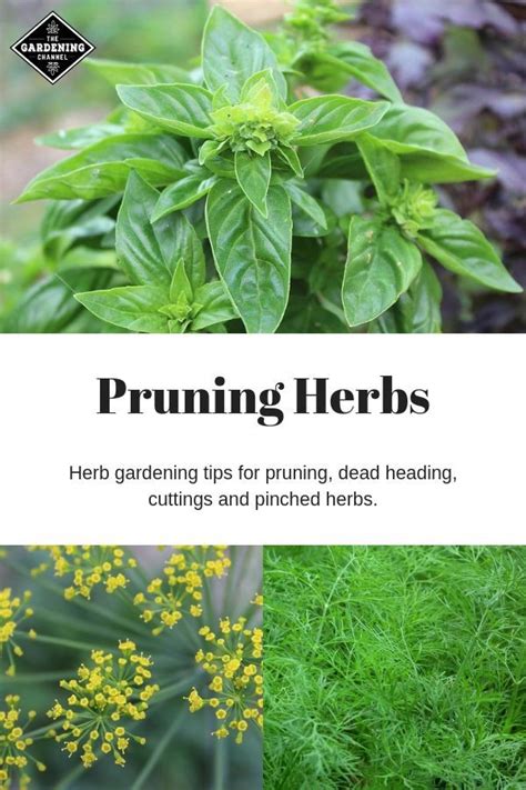 Follow These Herb Pruning Tips To Grow Healthy Herbs Dont Miss This