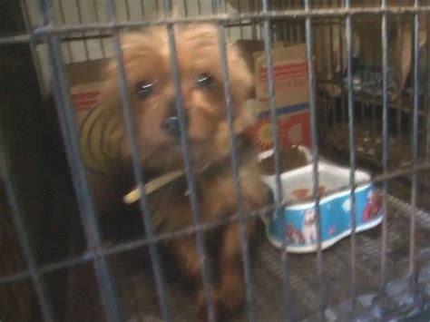 Jefferson County Puppy Mill Dogs Hosted For Adoption