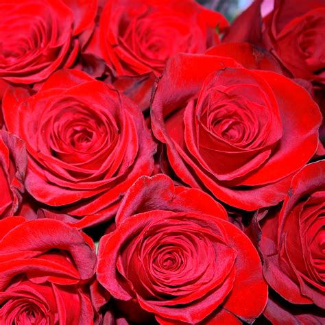 อันดับหนึ่ง 90 ภาพ Red Rose กุหลาบแดง 2023 ใหม่ที่สุด