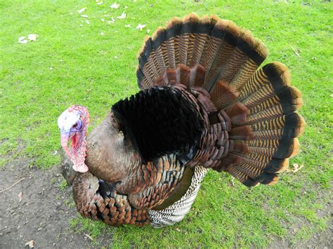 Truthuhn Meleagris Gallopavo Vogelfedern Auf