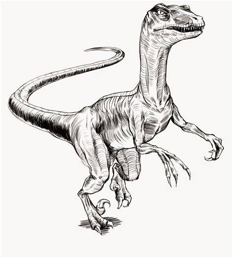 Jurassic Park Velociraptor Coloring Page Dibujo De Dinosaurio Images