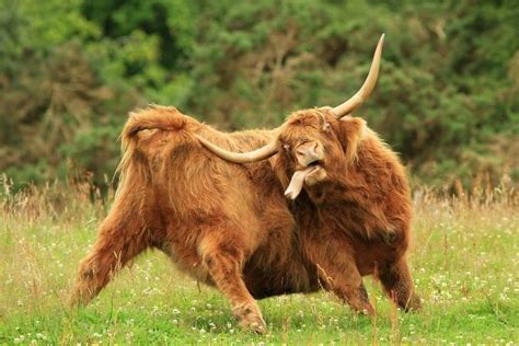 Silly Guy Fluffy Cows Scottish Animals Show Cattle