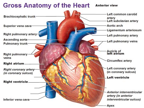 Intro To The Heart