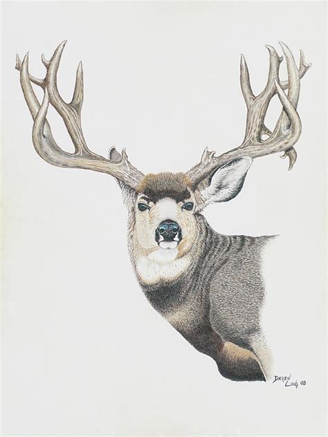 Pencil Drawing Of Deer At Getdrawings Free Download