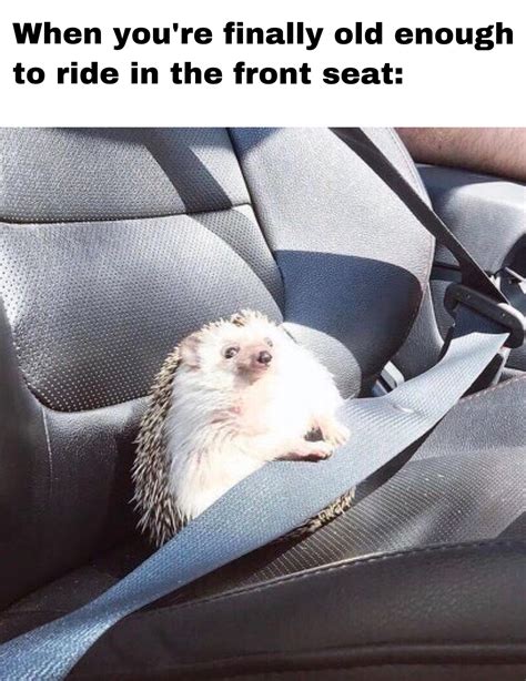 remember your seat belt r memes