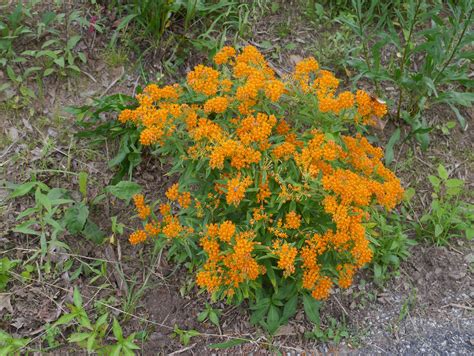 Butterfly Weed Asclepias Tuberosa Identify That Plant