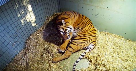Tiger Gives Birth To Her Cub But What Comes Next Leaves Onlookers