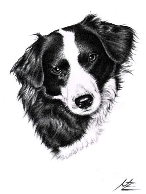 Border Collie Drawing By Nicole Zeug