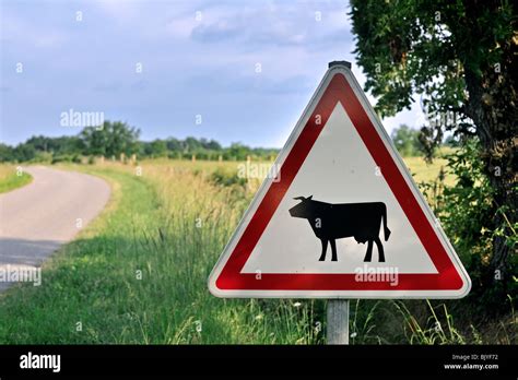 Cows Crossing Road Hi Res Stock Photography And Images Alamy