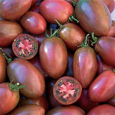 Purple Russian Tomato Heirloom Tomato Seeds Totally Tomatoes