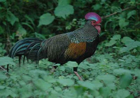 Berikut ini deretan beberapa jenis ayam hias yang populer dan dikenal luas di indonesia. Ayam Hutan Hijau | Gallus Varius - Alam Mentari