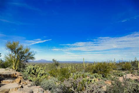 The Sonoran Desert In Saguaro National Park Near Tucson Arizona Stock