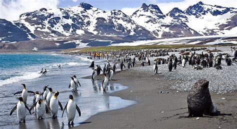 Antarctica South Georgia Falkland Island Cruise Wilderness Travel