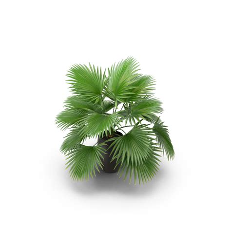 Palm Png Images And Psds For Download Pixelsquid S112854493
