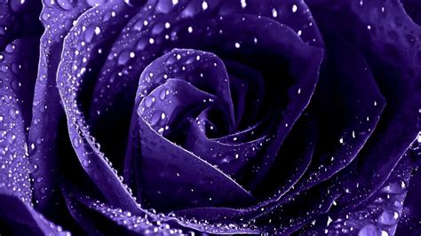 Black And Purple Flower Wallpapers Top Free Black And Purple Flower