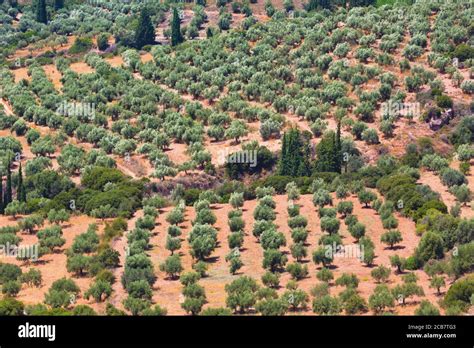 Olive Grove Greece Hi Res Stock Photography And Images Alamy