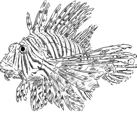Lionfish coloring, Download Lionfish coloring for free 2019