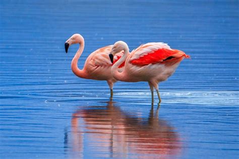 10 Amazingly Colorful Facts About Flamingos Page 8 Animal Encyclopedia