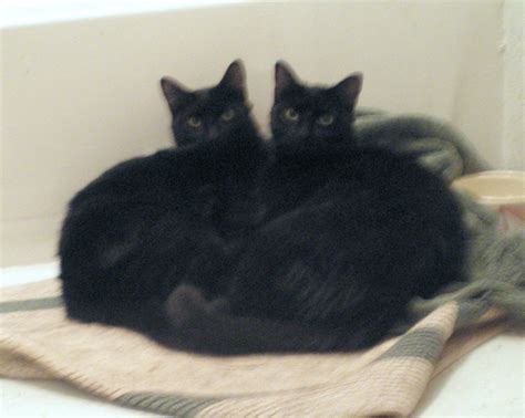 Two Black Cats Cats Photo 36712753 Fanpop