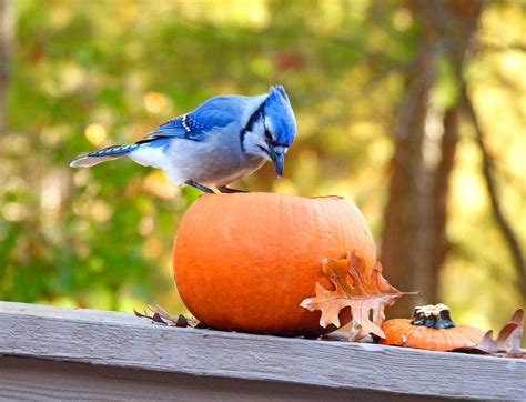 31 Photos Of Autumn Birds You Need To See Birds And Blooms
