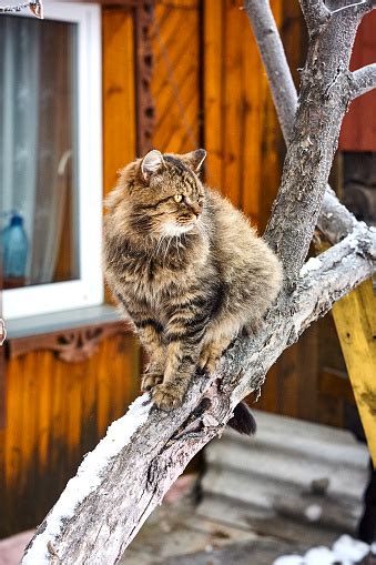 Siberian Cat On Tree On Bright Background Stock Photo Download Image