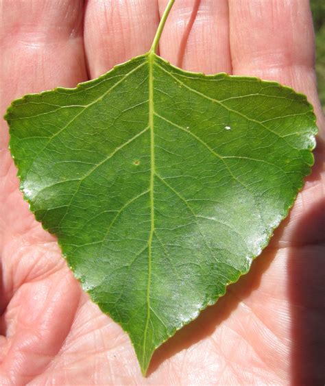 Leaf Triangular Tree Guide Uk Triangular Shaped Leaves