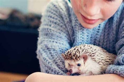 Do Hedgehogs Make Good Pets Is A Hedgehog The Right Pet For You