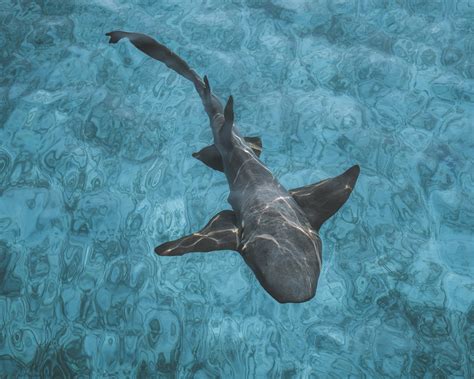 Nurse Shark Photo By Ryan Geller On Unsplash Scubaverse