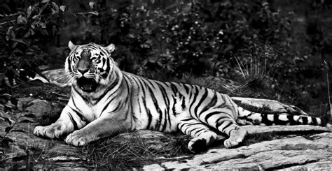 Black And White Tiger By Mialepson On Deviantart