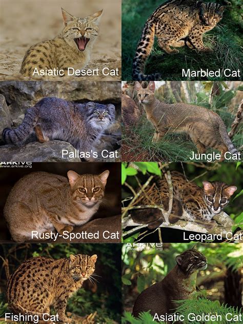 Iucn red list of threatened species™ 6. Wild Cats of India
