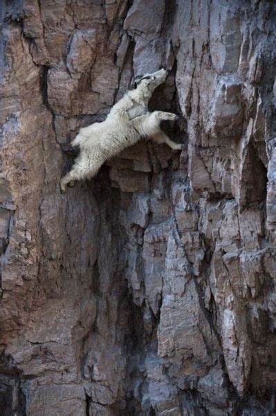 A Mountain Goat Descends A Sheer Rock Wall To Lick Exposed