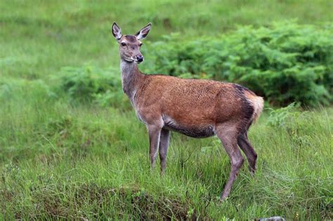 Deer Study Shows Bigger Brains In Females Lead To Longer Lives And More