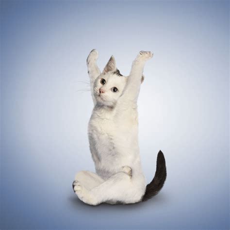 Yoga Cats Purrrfect Postures Doyou