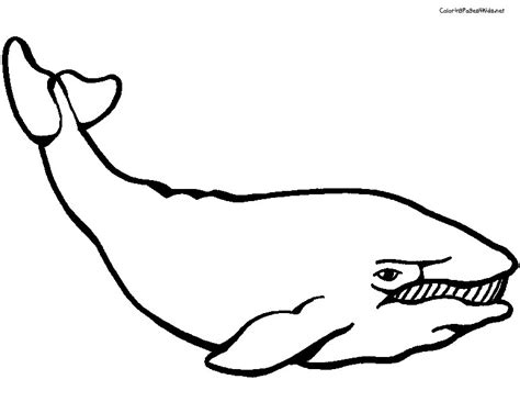 247 Dessins De Coloriage Baleine à Imprimer Sur Page 6