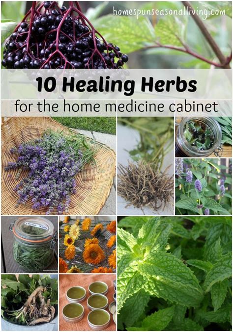 Aubrey Gray Aubreygrayhbi Healing Herbs Herbs Herbalism