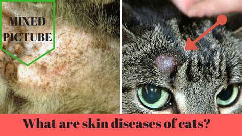 What Are The Skin Diseases That Often Attack The Cat Youtube