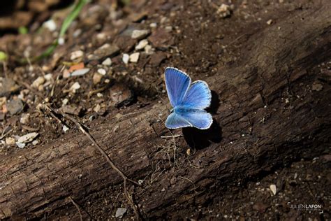 Starry Butterfly During A Nice And Refreshing Walk Browsi Flickr