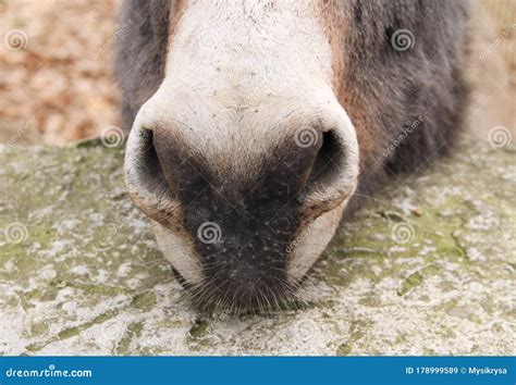 Nose Of A Donkey Royalty Free Stock Photography
