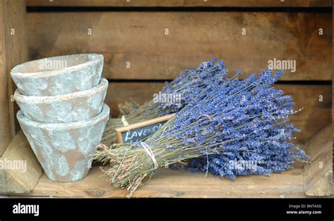 Bunches Of Lavender Stock Photo Alamy