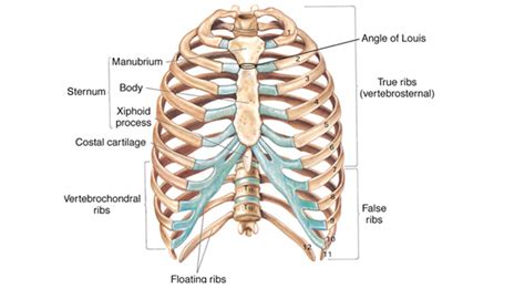 In most tetrapods, ribs surround the chest, enabling the lungs to expand and thus facilitate breathing by. Human Anatomy Right Side Under Ribs - ovulation symptoms
