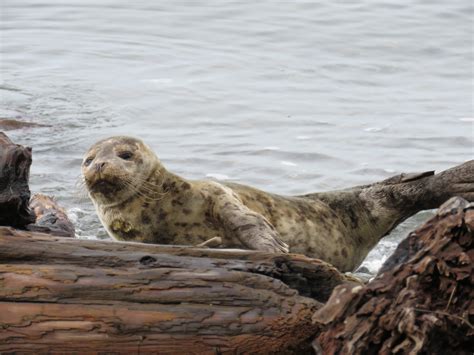 Buzzs Marine Life Of Puget Sound Harbor Seal Pups On West Seattle Beaches