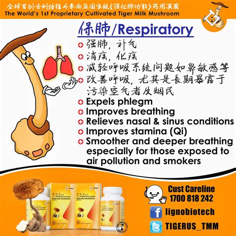 Tiger milk mushrooms , which are similar to chinese mushrooms that are found in several dishes and soups, are commonplace in africa. TIGER MILK MUSHROOM: How TMM Works?