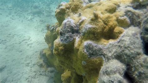 Snorkeling In Lanikai Beach Oahu Youtube