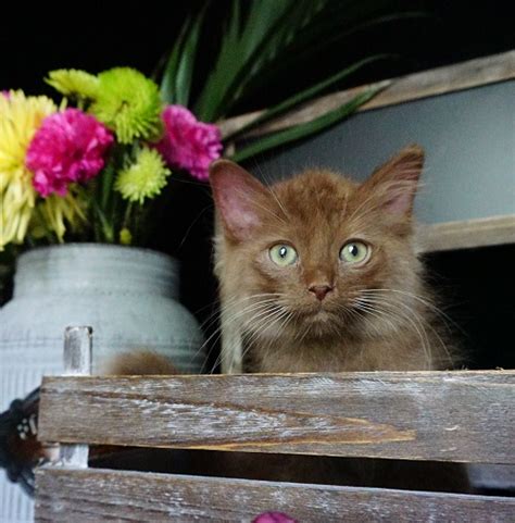 Cinnsational Cinnamon Ragdoll Kitten Ragdoll Kittens For Sale
